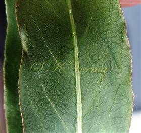  Abaxial surface of leaf